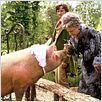 La niñera mágica : photo Angela Lansbury, Colin Firth, Kirk Jones (II)
