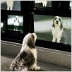 Cariño, estoy hecho un perro : photo Brian Robbins