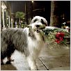 Cariño, estoy hecho un perro : photo Brian Robbins