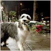 Cariño, estoy hecho un perro : photo Brian Robbins