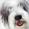 Cariño, estoy hecho un perro : photo Brian Robbins
