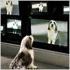 Cariño, estoy hecho un perro : photo Brian Robbins