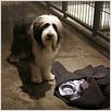 Cariño, estoy hecho un perro : photo Brian Robbins