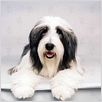 Cariño, estoy hecho un perro : photo Brian Robbins