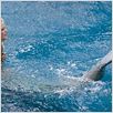 Aquamarine : photo Elizabeth Allen, Sara Paxton