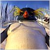 Happy Feet: rompiendo el hielo : photo George Miller