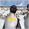 Happy Feet: rompiendo el hielo : photo George Miller