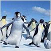 Happy Feet: rompiendo el hielo : photo George Miller