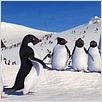Happy Feet: rompiendo el hielo : photo George Miller