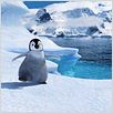 Happy Feet: rompiendo el hielo : photo George Miller