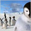 Happy Feet: rompiendo el hielo : photo George Miller