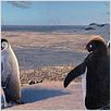 Happy Feet: rompiendo el hielo : photo George Miller