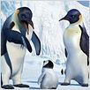 Happy Feet: rompiendo el hielo : photo George Miller