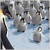 Happy Feet: rompiendo el hielo : photo George Miller