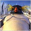 Happy Feet: rompiendo el hielo : photo George Miller