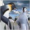 Happy Feet: rompiendo el hielo : photo George Miller