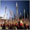 La maldición de la flor dorada : photo Zhang Yimou