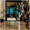 Noche en el museo : photo Ben Stiller, Shawn Levy
