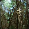 Un puente hacia Terabithia : photo Gabor Csupo