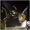 Aliens vs. Predator - Requiem : photo Colin Strause, Greg Strause