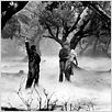 El hombre lobo : photo Claude Rains, George Waggner, Lon Chaney Jr.