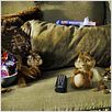 Alvin y las ardillas : photo Tim Hill