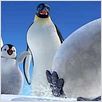 Happy Feet: rompiendo el hielo : photo George Miller