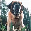 Cujo : photo Lewis Teague