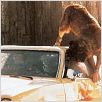 Cujo : photo Lewis Teague