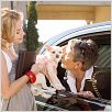 Un chihuahua en Beverly Hills : photo Jamie Lee Curtis, Piper Perabo, Raja Gosnell
