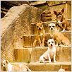 Un chihuahua en Beverly Hills : photo Raja Gosnell