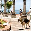 Un chihuahua en Beverly Hills : photo Raja Gosnell