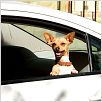 Un chihuahua en Beverly Hills : photo Raja Gosnell