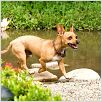 Un chihuahua en Beverly Hills : photo Raja Gosnell