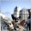 Un chihuahua en Beverly Hills : photo Raja Gosnell
