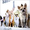 Un chihuahua en Beverly Hills : photo Raja Gosnell