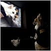 Un chihuahua en Beverly Hills : photo Raja Gosnell