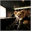 Un chihuahua en Beverly Hills : photo Raja Gosnell