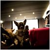 Un chihuahua en Beverly Hills : photo Raja Gosnell
