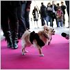 Un chihuahua en Beverly Hills : photo Raja Gosnell
