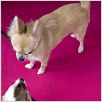 Un chihuahua en Beverly Hills : photo Raja Gosnell