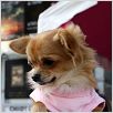 Un chihuahua en Beverly Hills : photo Raja Gosnell