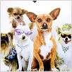 Un chihuahua en Beverly Hills : photo Raja Gosnell