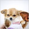Un chihuahua en Beverly Hills : photo Raja Gosnell