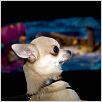 Un chihuahua en Beverly Hills : photo Raja Gosnell