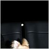 Un chihuahua en Beverly Hills : photo Raja Gosnell