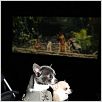 Un chihuahua en Beverly Hills : photo Raja Gosnell
