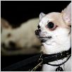 Un chihuahua en Beverly Hills : photo Raja Gosnell