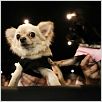 Un chihuahua en Beverly Hills : photo Raja Gosnell