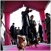 Un chihuahua en Beverly Hills : photo Raja Gosnell